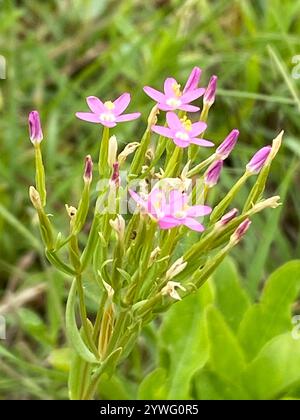 Schlanke Zentaury (Centaurium tenuiflorum) Stockfoto