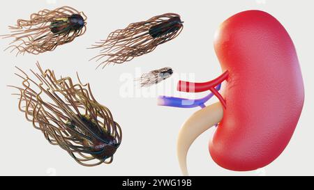 Proteus mirabilis-Bakterien erreichen die Nieren, sogenannte Pyelonephritis. Diese Infektion kann zu Nierenschäden und sogar Nierenversagen führen; 3D-Rendering Stockfoto