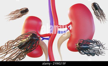 Proteus mirabilis-Bakterien erreichen die Nieren, sogenannte Pyelonephritis. Diese Infektion kann zu Nierenschäden und sogar Nierenversagen führen; 3D-Rendering Stockfoto