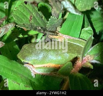 Nördlicher Orangenblattfrosch (Pithecopus hypochondrialis) Stockfoto