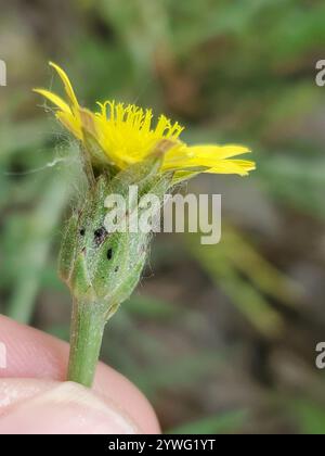 Mediterrane Schlangenwurzel (Scorzonera laciniata) Stockfoto