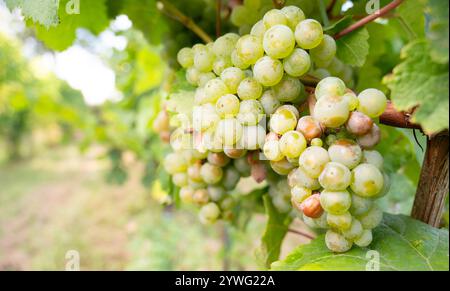 Grüne Riesling-Weintrauben auf Rebe, Weinberg in Trier, Moseltal Deutschland, Landschaft und Landwirtschaft, rheinland-pfalz Stockfoto