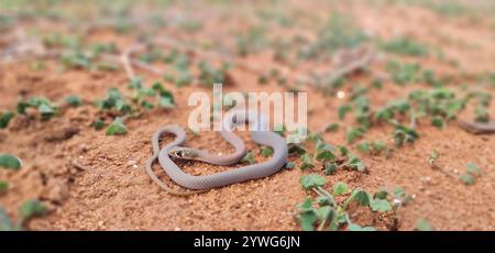 Gelbliche Whipsnake (Demansia psammophis) Stockfoto