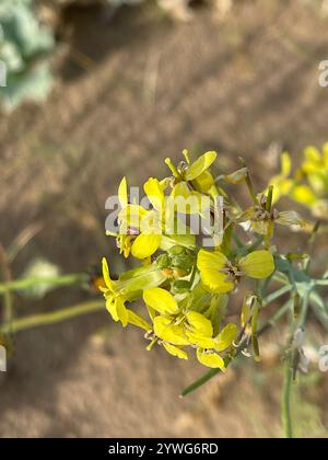 Isle of man Kohl (Coincya monensis) Stockfoto