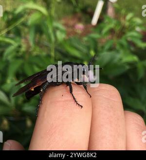Große vierfleckige Scoliid Wasp (Pygodasis quadrimaculata) Stockfoto