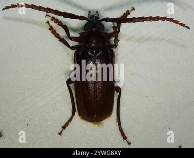 Langhornkäfer mit Zahnhalsen (Prionus pocularis) Stockfoto