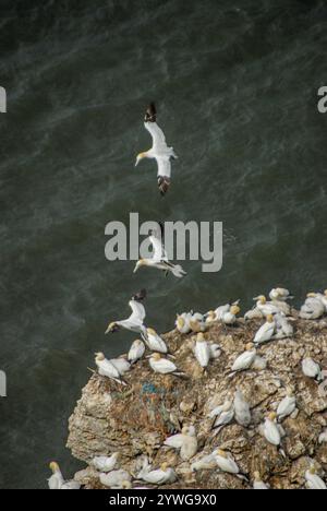 gannet-Brutkolonie auf Felsen bei brampton Cliffs, North yorkshire, england, großbritannien Stockfoto