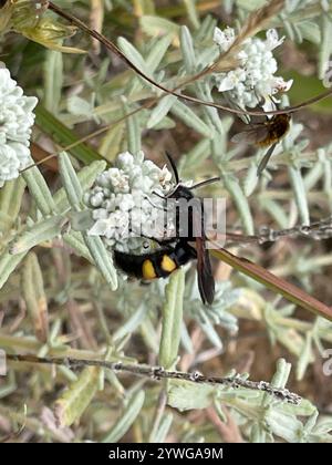 Haarige Scoliid Wasp (Scolia hirta) Stockfoto