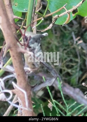 Riesenkäfer mit Blattfüßen (Acanthocephala declivis) Stockfoto