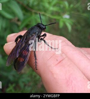 Große vierfleckige Scoliid Wasp (Pygodasis quadrimaculata) Stockfoto