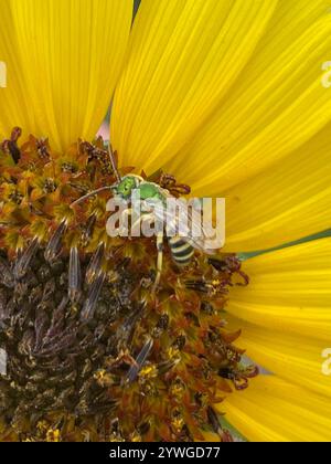 Gestreifte Honigschwanzbiene (Agapostemon melliventris) Stockfoto