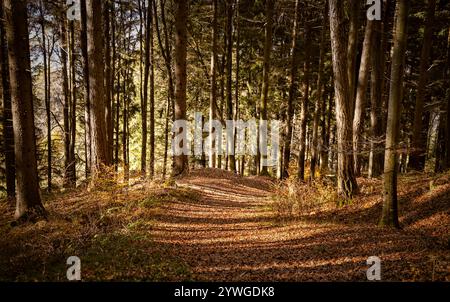 Pfad bedeckt mit herabfallenden Herbstblättern durch einen Wald Stockfoto