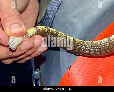 Braune Wasserschlange (Helicops angulatus) Stockfoto