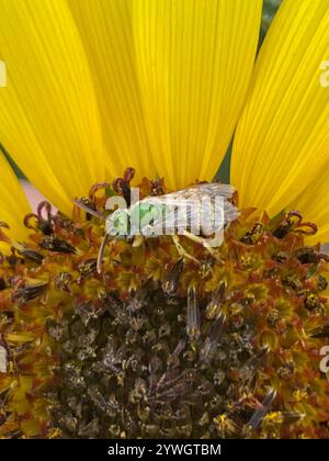 Gestreifte Honigschwanzbiene (Agapostemon melliventris) Stockfoto