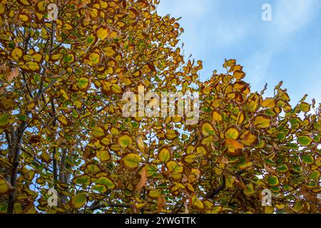 Verlaufende herbstliche trocknende Blätter auf einem schönen farbigen Baum, am blauen klaren Himmel Stockfoto