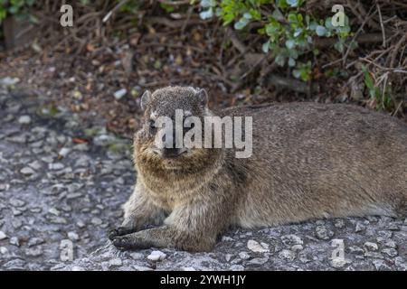 Smiling Rock Hyrax, der auf dem Fußweg liegt und in die Kamera blickt. Procavia capensis. cape Hyrax Nahaufnahme, Afrotherietiere. Südafrika. Art Afroasie Stockfoto