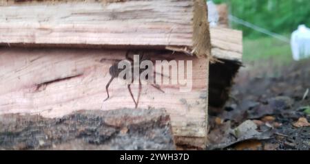 Georgia Wolf Spider (Tigrosa georgicola) Stockfoto