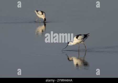 Pied avocet (Recurvirostra avosetta) zwei Erwachsene Watvögel, die in einer flachen Lagune in Norfolk, England, Großbritannien, Europa füttern Stockfoto