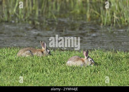 Zwei wilde Kaninchen (Oryctolagus cuniculus) auf einer Wiese, Texel, Westfriesische Inseln, Provinz Nordholland, Niederlande Stockfoto