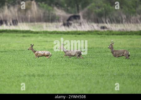 Eine Gruppe von Rehen (Capreolus capreolus), die auf einer Wiese im Nationalpark Neusiedler See, Seewinkel, Burgenland, Österreich, Europa laufen Stockfoto