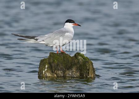 Sterna hirundo, auf einem Stein, Westfriesische Inseln, Provinz Nordholland, Niederlande Stockfoto