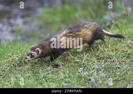 Europäisches Polecat (Mustela putorius), auch bekannt als Frettchen, auf einer Wiese, gefangen in der Schweiz, Europa Stockfoto