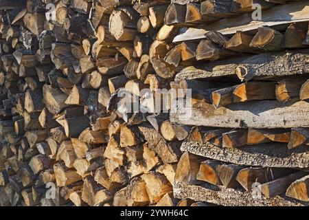 Gestapelte Baumstämme bei Tageslicht, Struktur und warme Farben, Pfalz, Rheinland-Pfalz, Deutschland, Europa Stockfoto