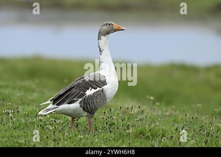Graugans (Anser anser), auf einer Wiese, Texel, Westfriesische Insel, Provinz Nordholland, Niederlande Stockfoto