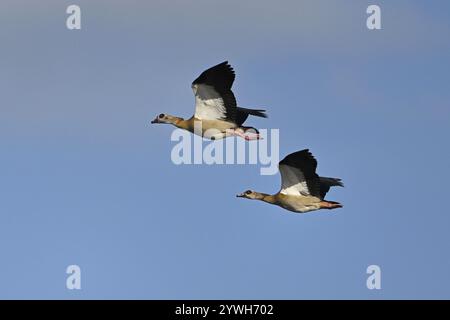 Ägyptische Gans (Alopochen aegyptiaca), ägyptische Gans im Flug, Kanton Zug, Schweiz, Europa Stockfoto