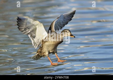 Stockenten (Anas platyrhynchos), weiblich im Flug, Zugersee, Kanton Zug Stockfoto