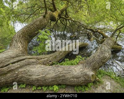 Weißer Weidenbaum (Salix alba), sehr alter Baum, der umgefallen ist und weiter wächst, halb in einem Parksee, Hessen, Deutschland, Europa Stockfoto