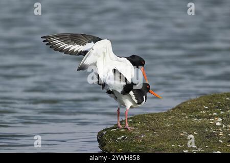 Austernfänger (Haematopus ostralegus), Paarung, Texel, Westfriesische Inseln, Provinz Nordholland, Niederlande Stockfoto