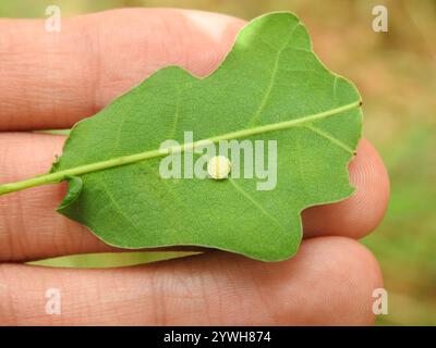 Gestreifte Pea Gall Wasp (Cynips longiventris) Stockfoto