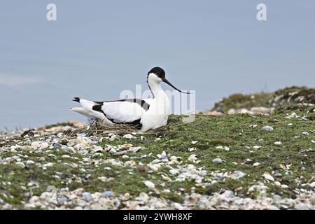 Avocet (Recurvirostra avosetta), erwachsener Vogel auf dem Nest, Texel, Westfriesische Insel, Provinz Nordholland, Niederlande Stockfoto