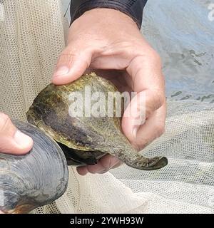 Channeled Whelk (Busycotypus canaliculatus) Stockfoto