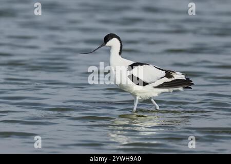 Schwarzer avocet (Recurvirostra avosetta), ausgewachsener Vogel, stehend im Flachwasser, Texel, Westfriesische Inseln, Provinz Nordholland, Holland, Stockfoto