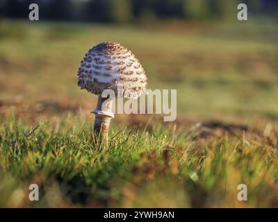 Sonnenschirmpilz, Sonnenschirm oder Riesenschirmpilz (Macrolepiota procera), Schweiz, Europa Stockfoto