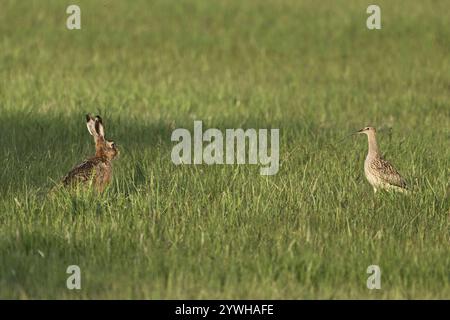 Europäischer Hase (Lepus europaeus) und Eurasischer Brachhase (Numenius arquata) auf einer Wiese, Nationalpark Neusiedler See, Burgenland, Seewinkel, aus Stockfoto