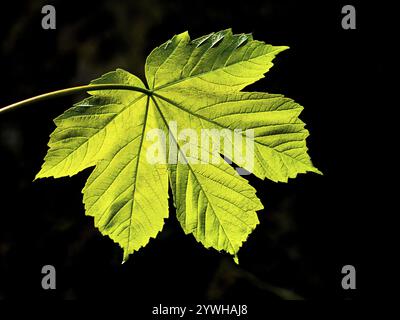 Ahorn (Ahorn pseudoplatanus), einzelnes grünes Blatt gegen das Licht fotografiert, zeigt die Aderstruktur im Blatt, Hessen, Deutschland, Europa Stockfoto