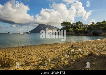 Malerischer Strand und Insel, Sonnenaufgang, Cala Girgolu, Isola di Tavolara, Porto San Paolo, Sardinien, Italien, Europa Stockfoto