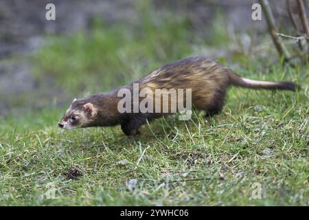 Europäisches Polecat (Mustela putorius), auch bekannt als Frettchen, auf einer Wiese, gefangen in der Schweiz, Europa Stockfoto