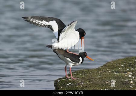 Austernfänger (Haematopus ostralegus), Paarung, Texel, Westfriesische Inseln, Provinz Nordholland, Niederlande Stockfoto