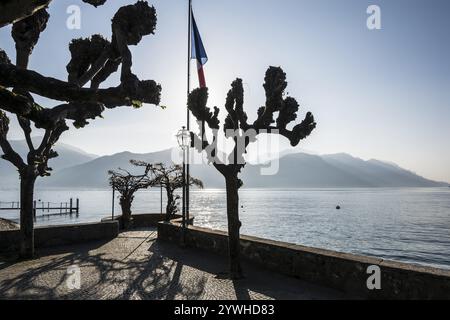 Seepromenade, Morgenstimmung, Frühling, Menaggio, Provinz Como, Comer See, Comer See, Lombardei, Italien, Europa Stockfoto