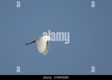 Kleiner Reiher (Egretta garzetta), erwachsener Vogel, der vor einem blauen Himmel fliegt, Suffolk, England, Vereinigtes Königreich, Europa Stockfoto