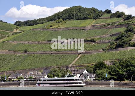 Weinberge bei Assmannshausen, UNESCO-Weltkulturerbe Kulturlandschaft Oberes Mittelrheintal, Weltkulturerbe, Hessen, Deutschland, Europa Stockfoto