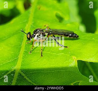 Streifenbeinige Räuberfliege (Dioctria hyalipennis) Stockfoto