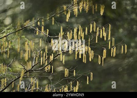 Blumenkätzchen aus dem Haselnussstrauch (Corylus avellana) Stockfoto