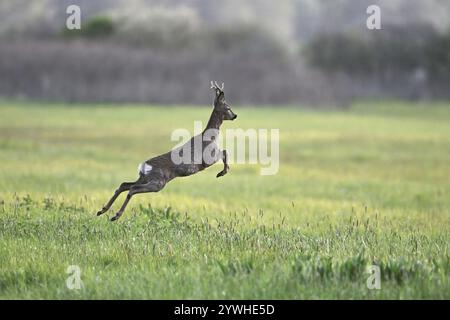 Rehe (Capreolus capreolus), rehbockspringen, auf der Flucht, Nationalpark Neusiedler See, Seewinkel, Burgenland, Österreich, Europa Stockfoto