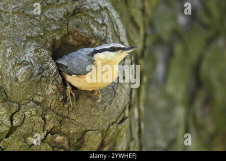 Nackthatch (Sitta europaea), Blick aus der Zuchtgrube, Nationalpark Neusiedler See, Seewinkel, Burgenland, Österreich, Europa Stockfoto