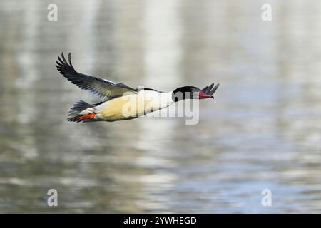 Goosander (Mergus merganser), Mann im Flug, Zugersee, Schweiz, Europa Stockfoto